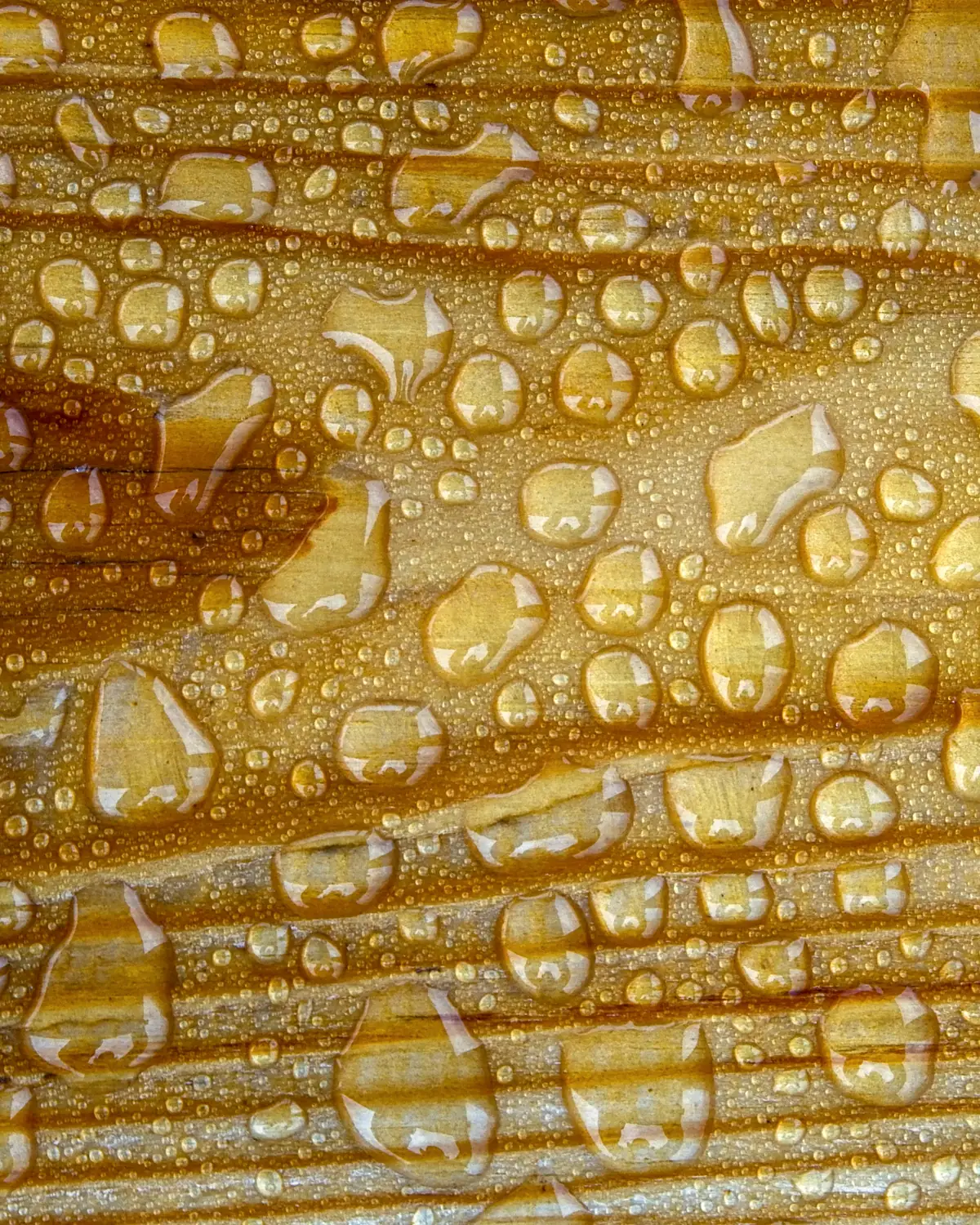 Gouttes d'eau sur du bois doré, en gros plan : photo d'illustration